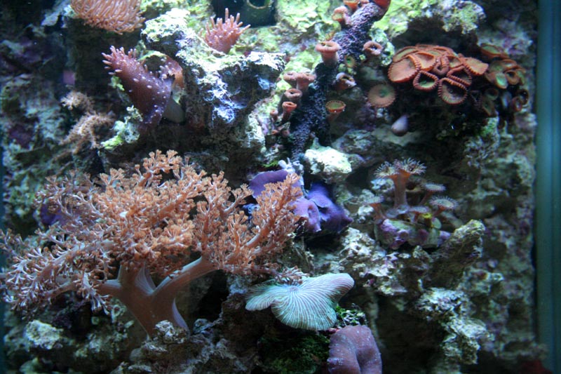Nano Meerwasseraquarium